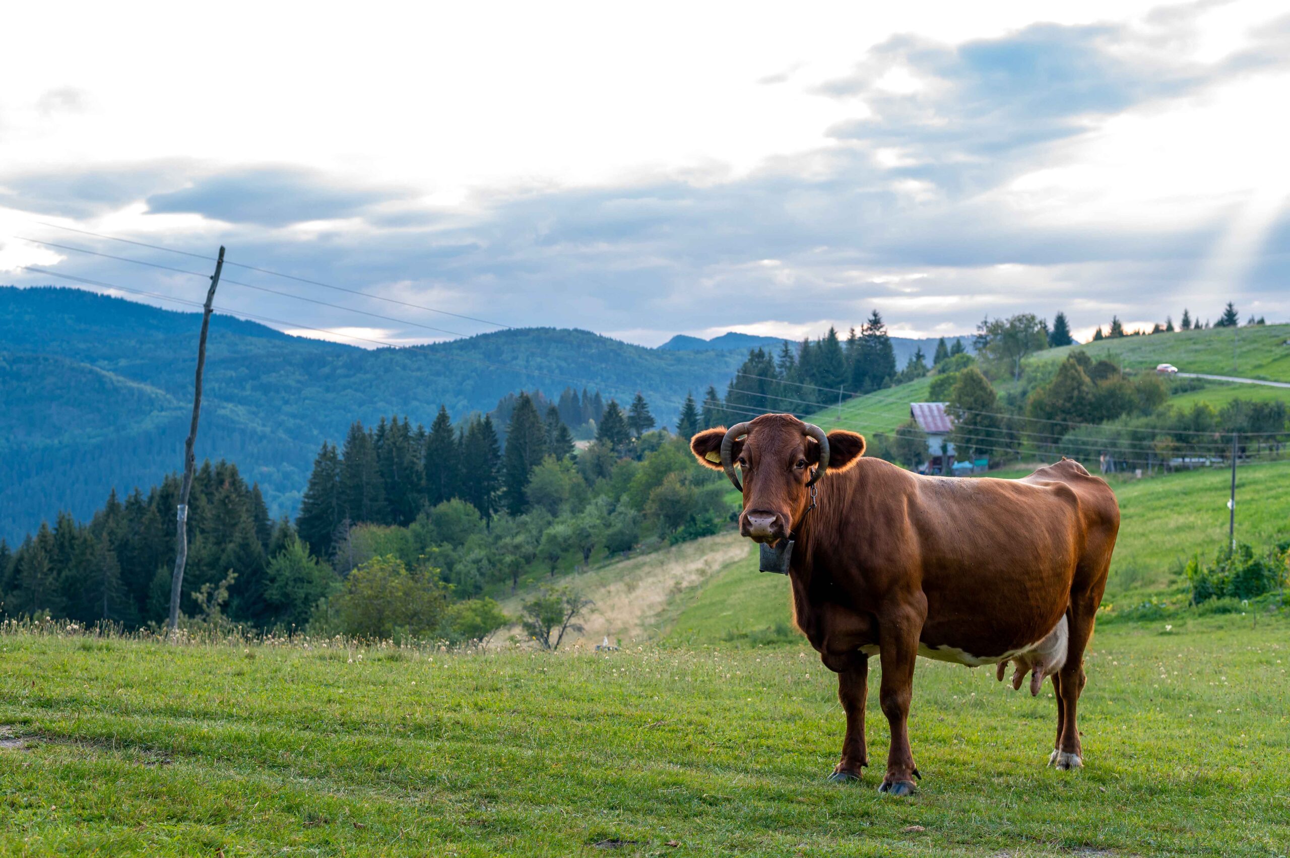 brown-cow-grazing-grass-covered-hill-near-forest (1)