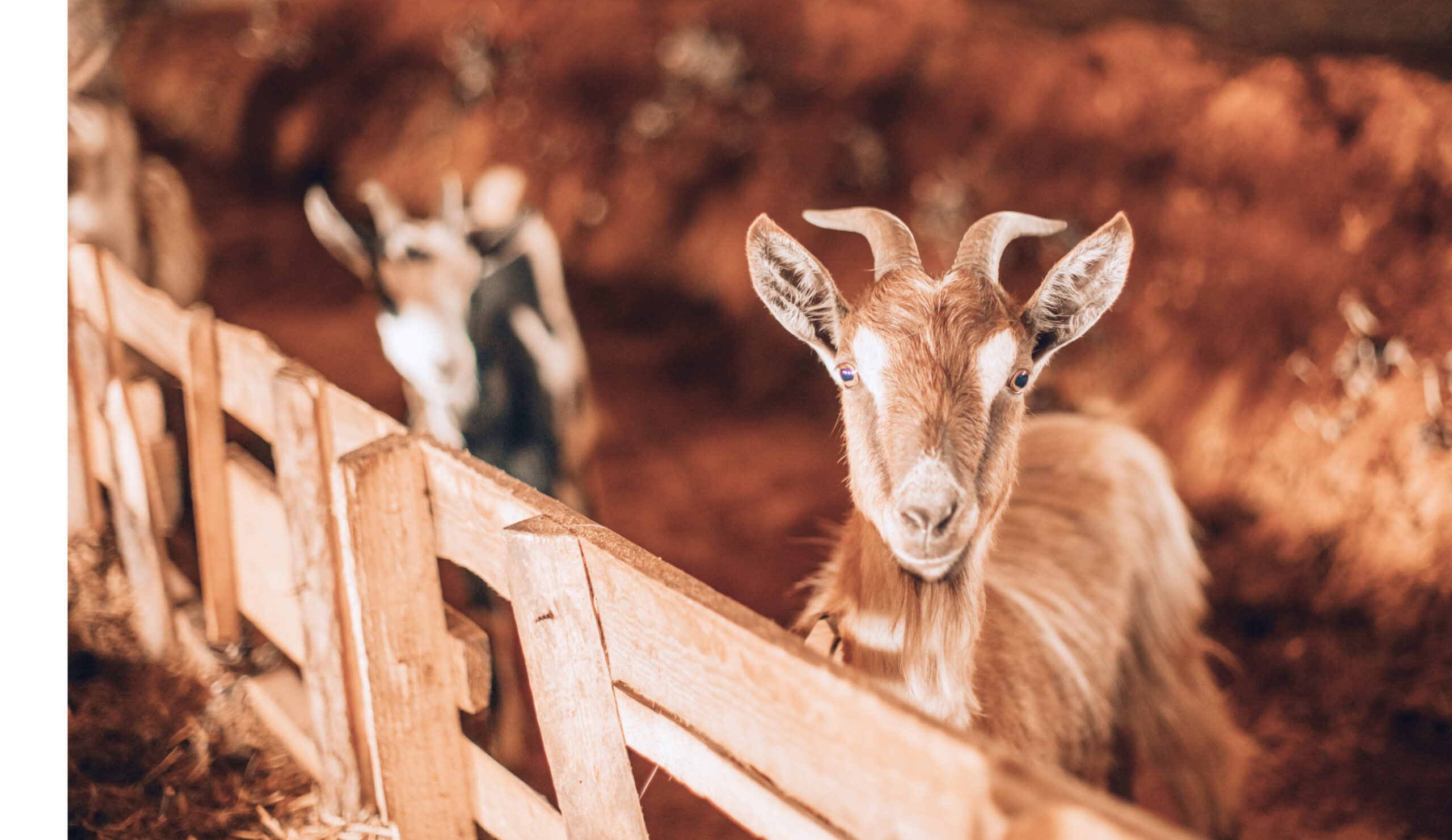 curious-goat-wooden-corral-looking-camera 1